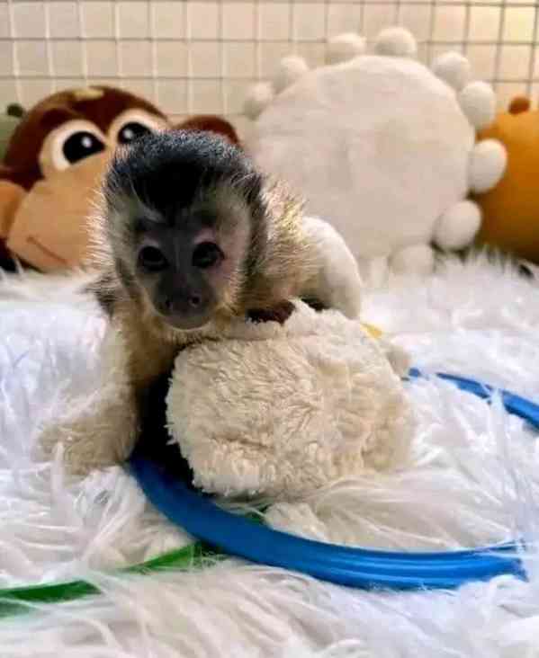  Domácí vítání kapucínského miláčka - foto 1