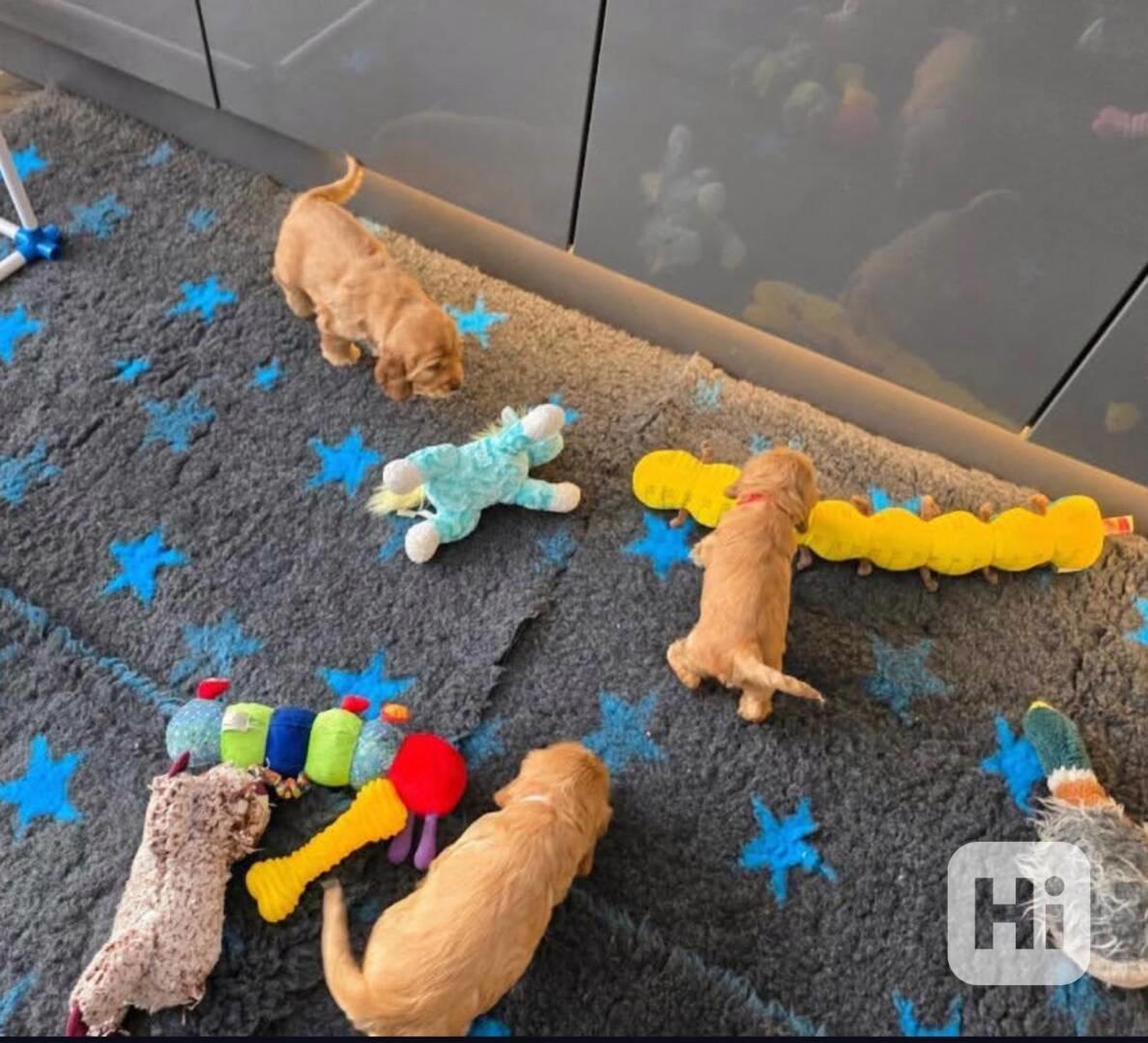 Rozkošná štěňata kokršpaněla  - foto 1