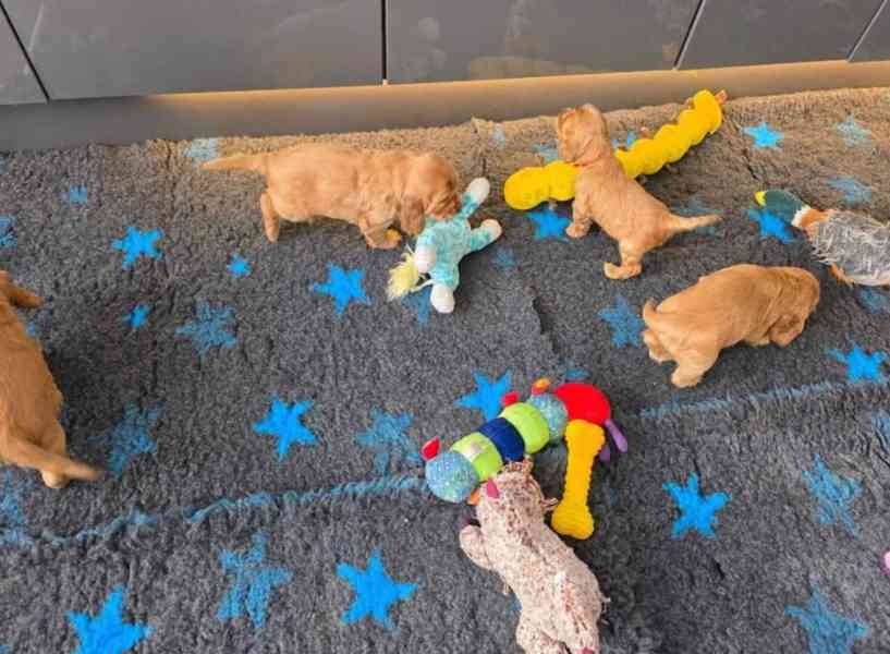 Rozkošná štěňata kokršpaněla  - foto 2