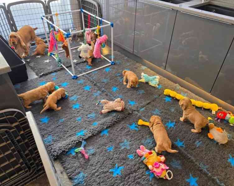 Rozkošná štěňata kokršpaněla  - foto 5