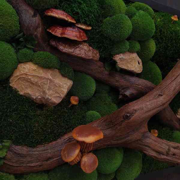 Mechový obraz / obraz ze stabilizovaného mechu - foto 2