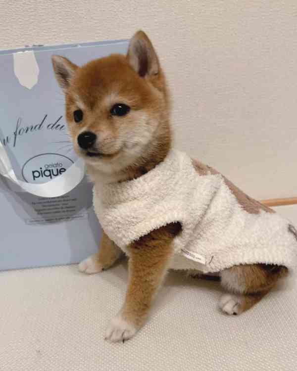 Shiba Inu - foto 2