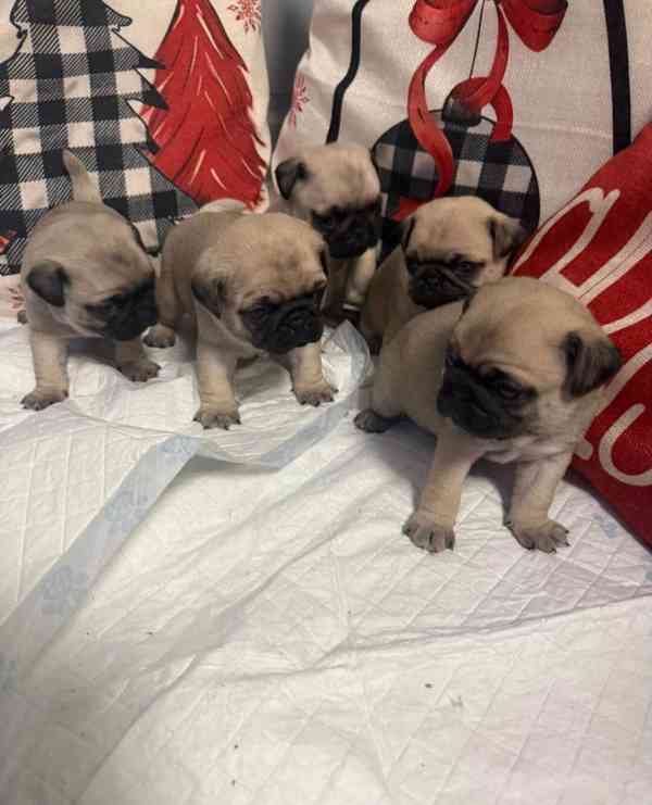 `Úžasná štěňata mopse - foto 1