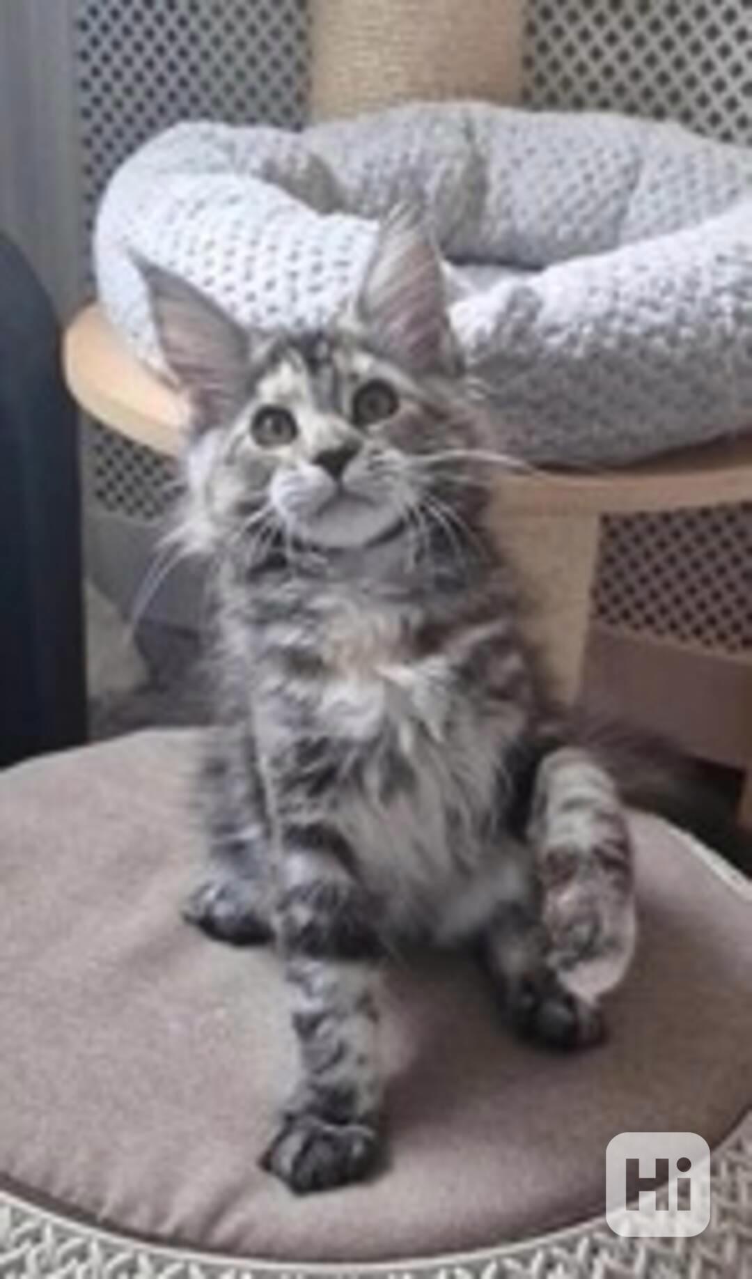 Prodej plnokrevných mainských mývalích koček - foto 1