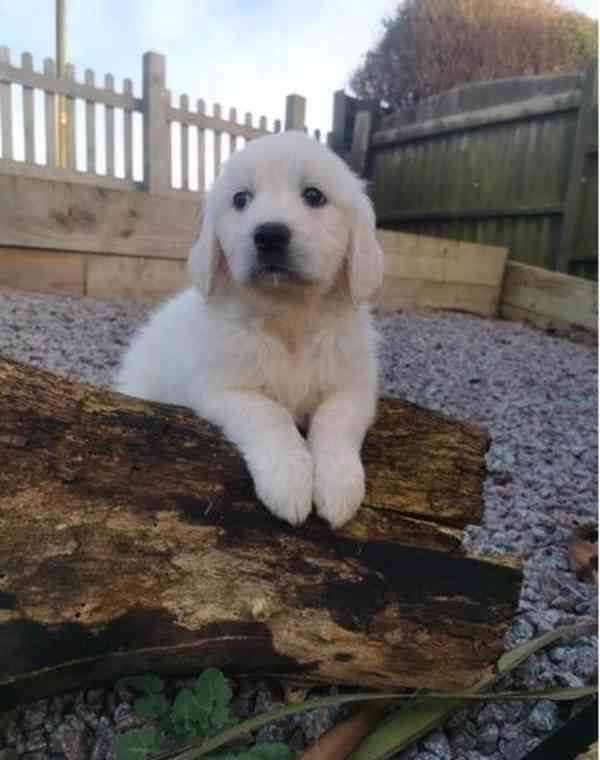 Zdravá štěňata zlatého retrívra jsou připravena na nový domo - foto 2