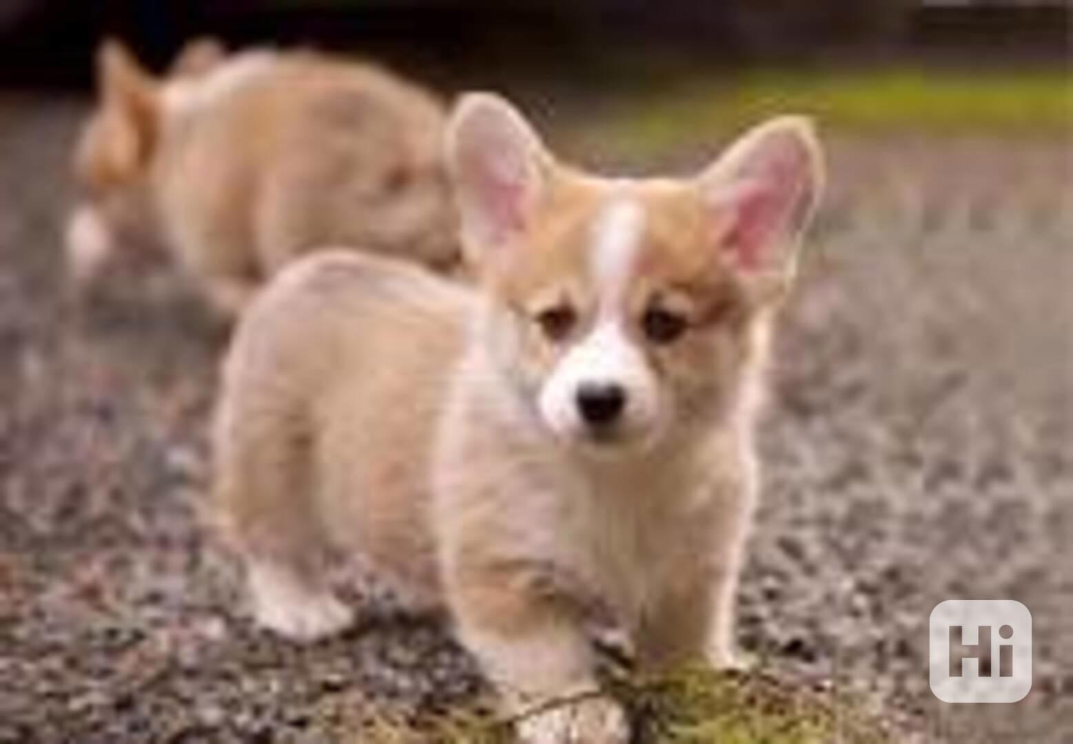 Super rozkošná štěňata Pembroke Welsh Corgi. Tak jemný a las - foto 1
