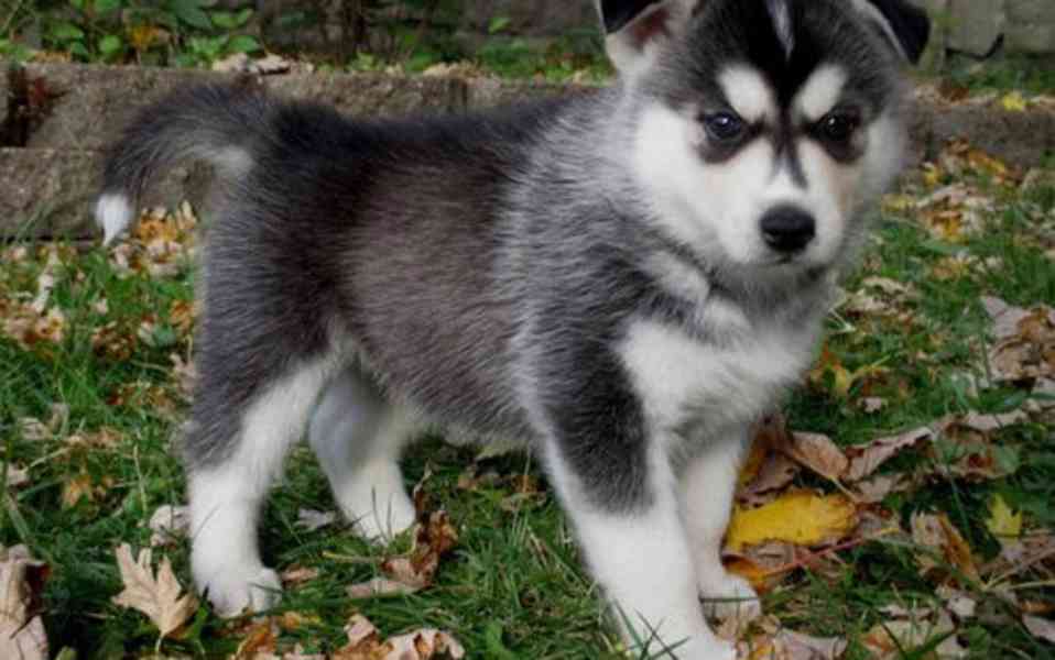 Zbývají nám 3 štěňata huskyho ovčáka - foto 1