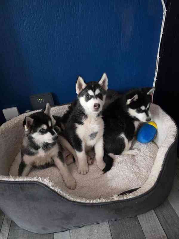 Sibiřská husky štěňátka bez PP - foto 1