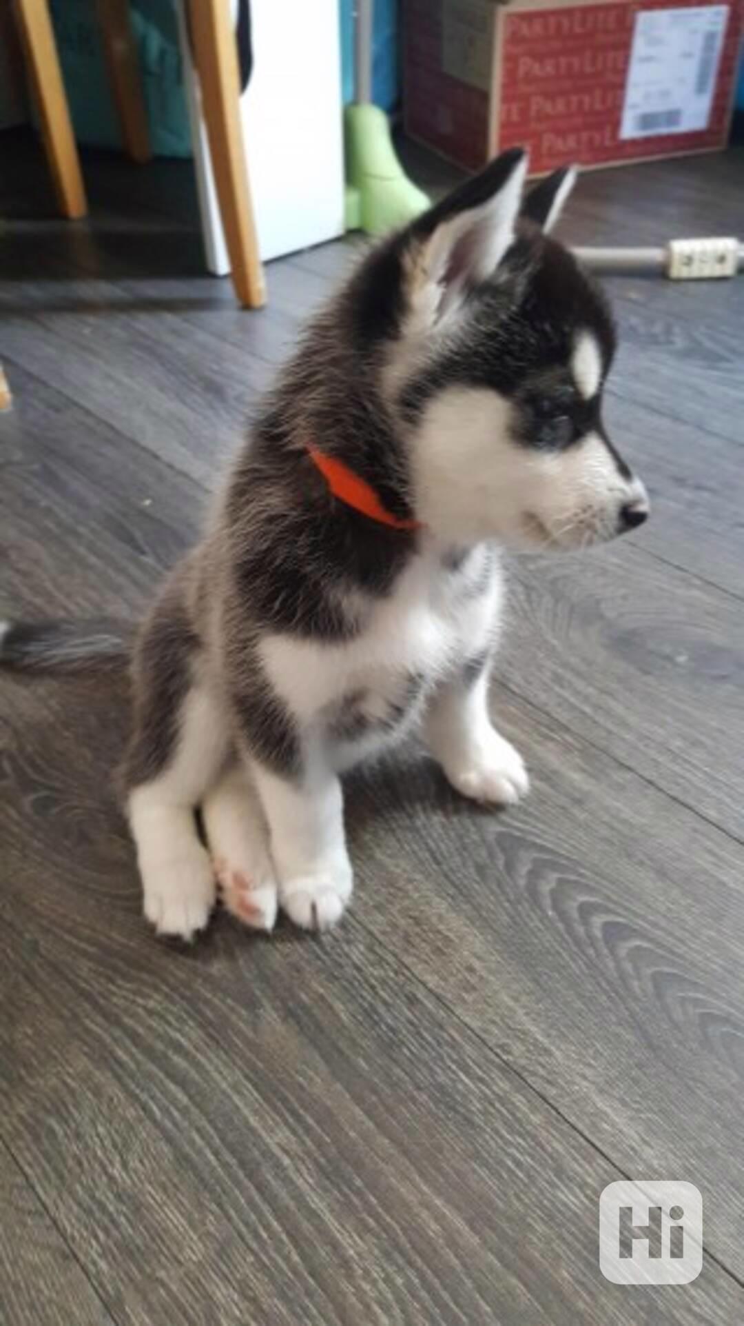 Čistokrevná štěňata sibiřského huskyho s plným rodokmenem - foto 1