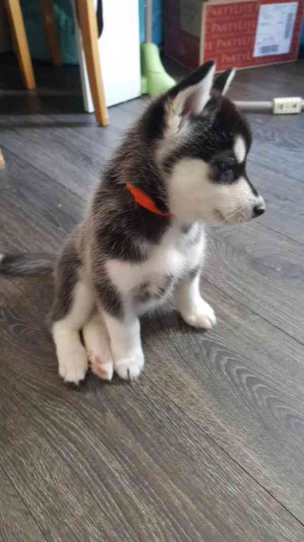 Čistokrevná štěňata sibiřského huskyho s plným rodokmenem - foto 1