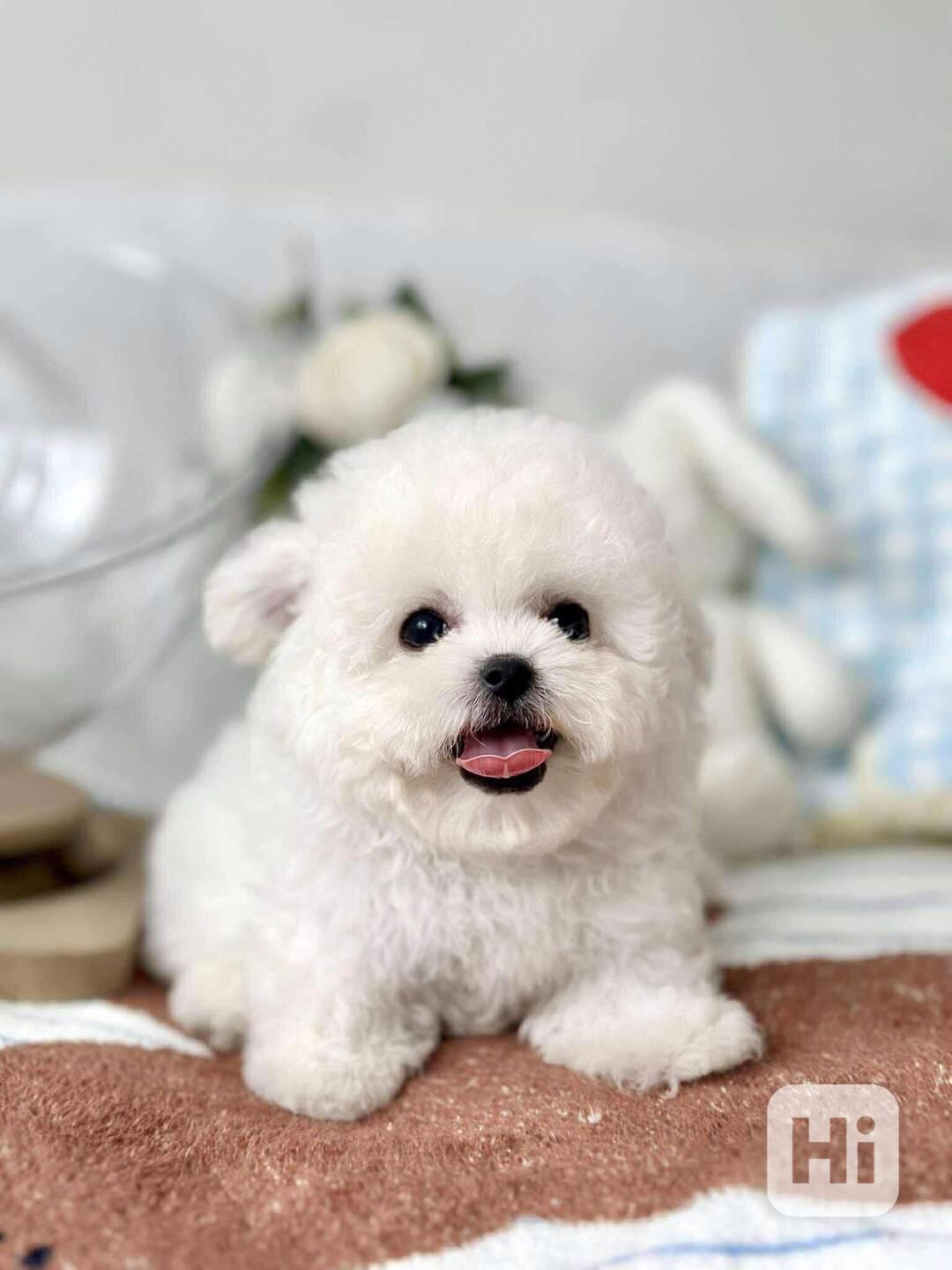 Bišonek nyní k dispozici - foto 1