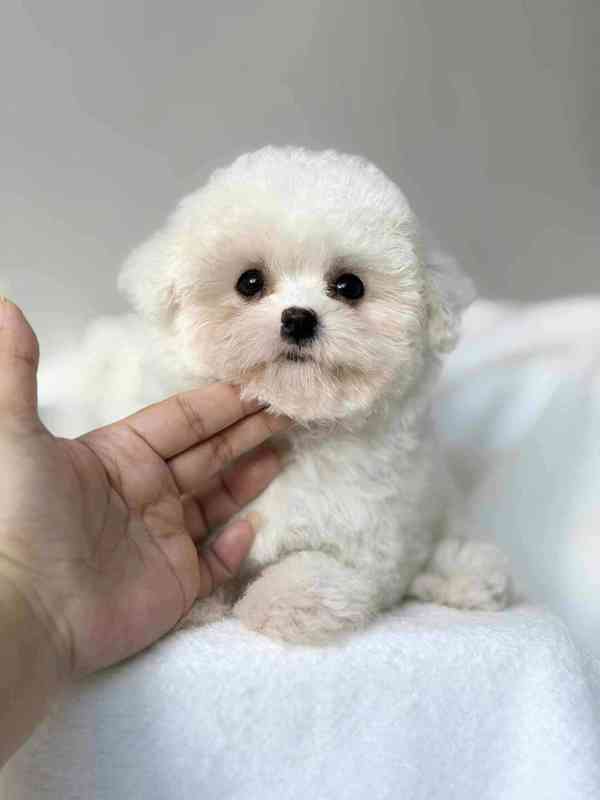 Bišonek nyní k dispozici - foto 2