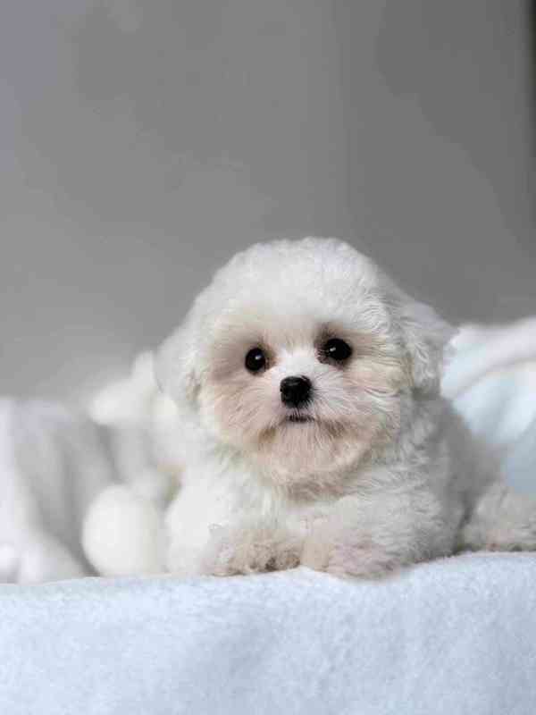 Bišonek nyní k dispozici - foto 3