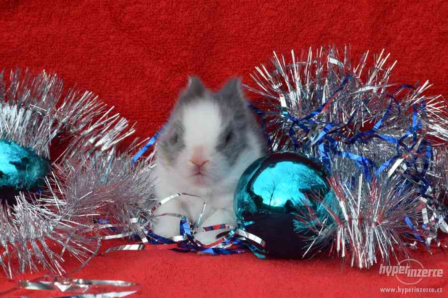 Zakrslí Teddy králíčci k rezervaci - odběr na Vánoce - foto 1