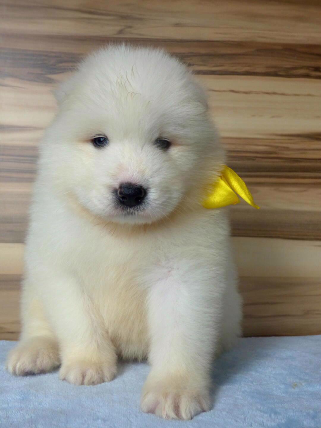 Samojed s PP - foto 1