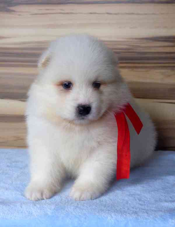 Samojed s PP - foto 2