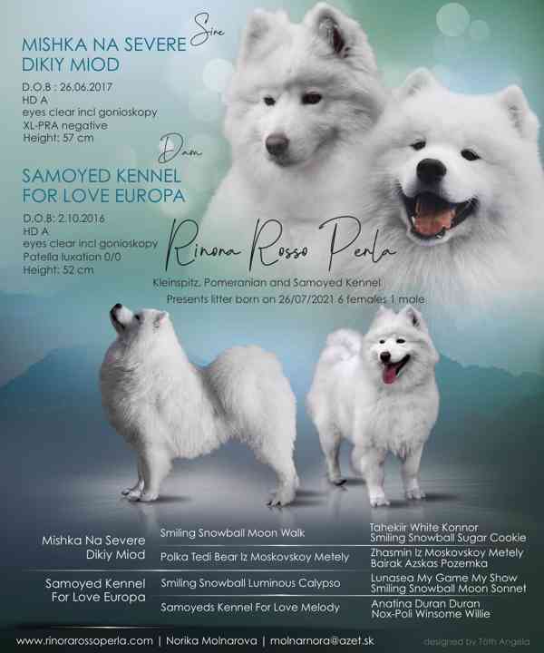 Samojed s PP - foto 4