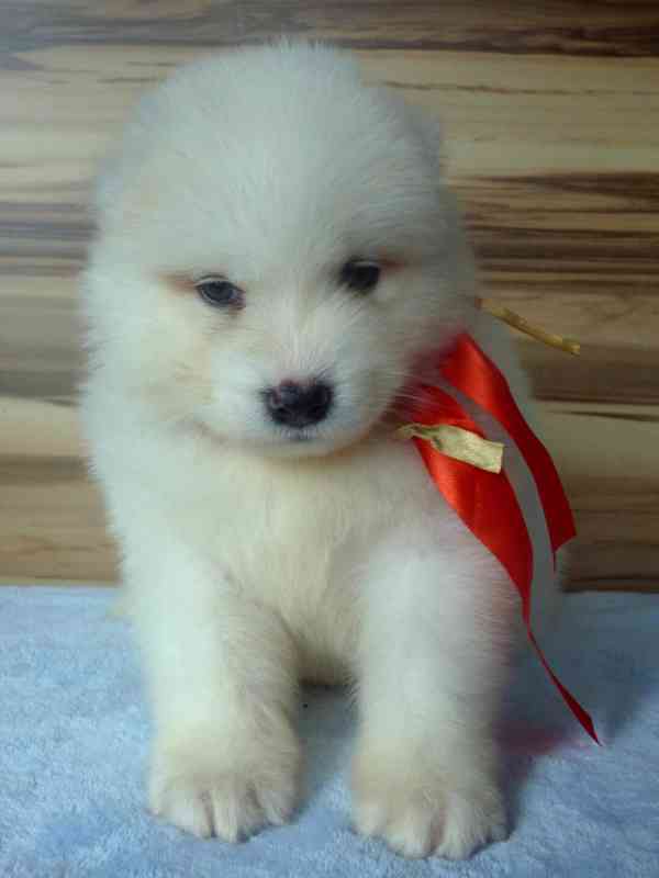 Samojed s PP - foto 3