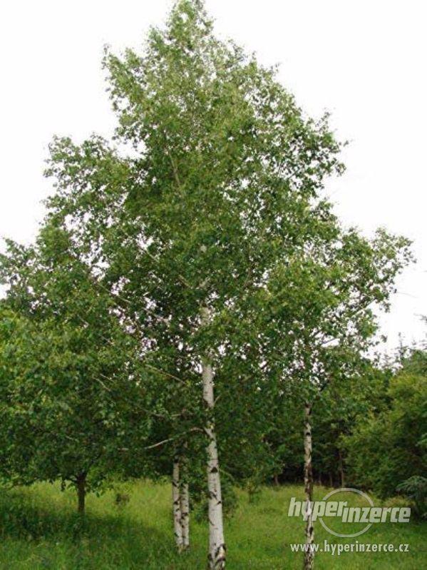 Bříza převislá 400+ cm - foto 1