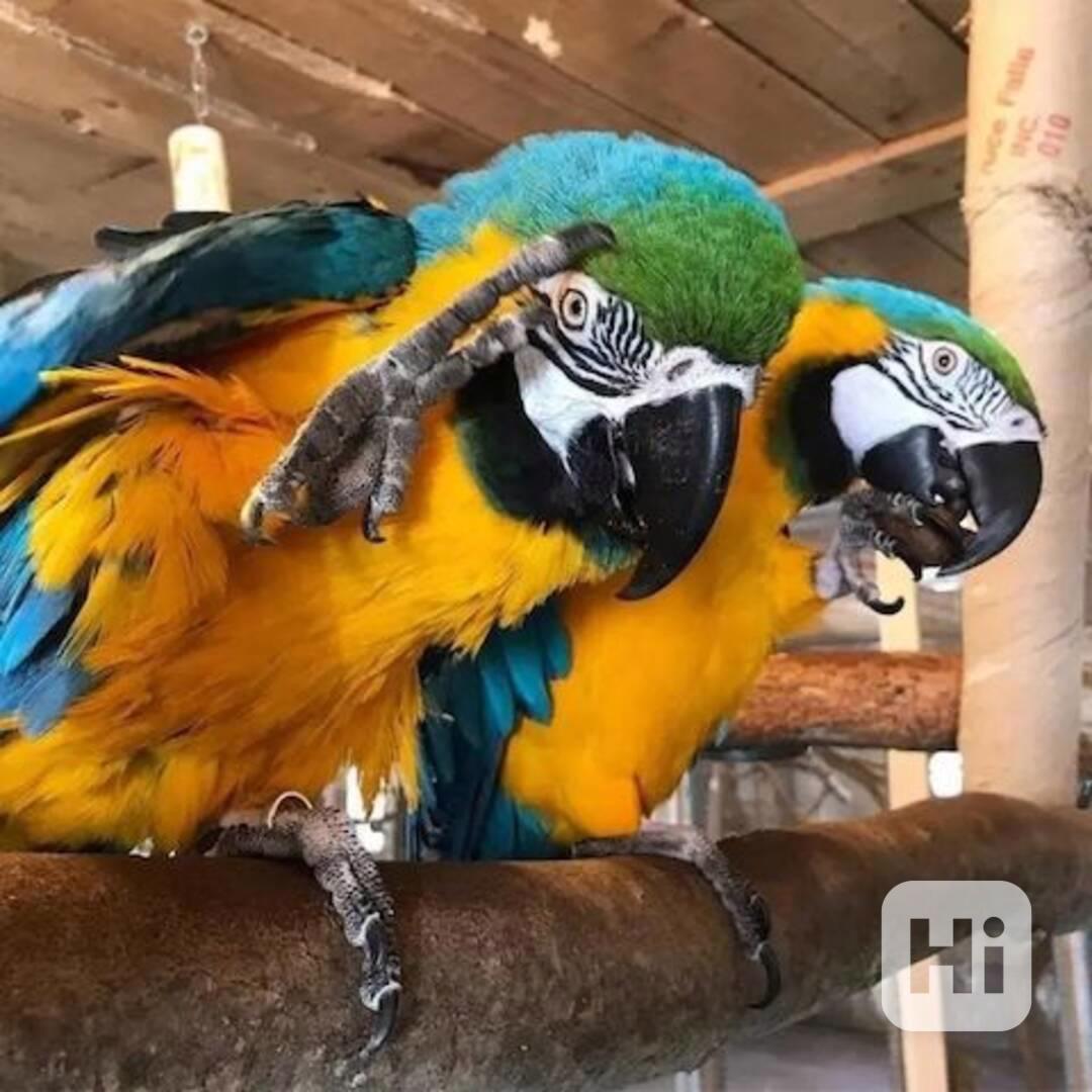 Modro-zlatí papoušci arové - foto 1