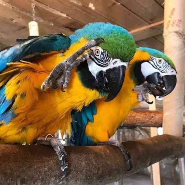 Modro-zlatí papoušci arové - foto 1