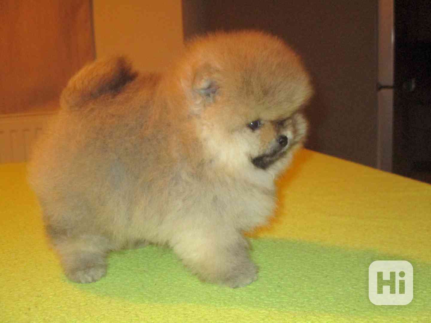 Pomeranian - foto 1