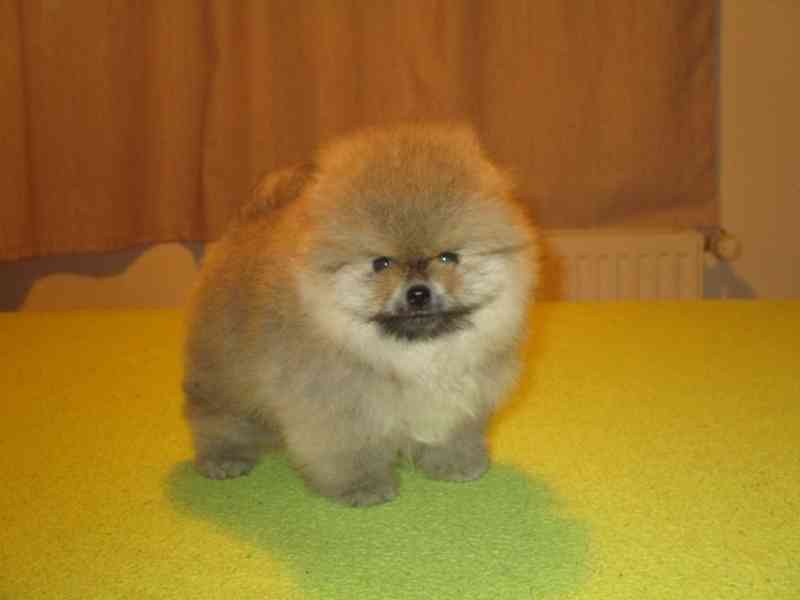 Pomeranian - foto 2