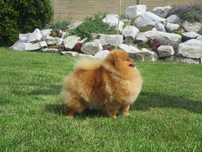 Pomeranian - foto 4