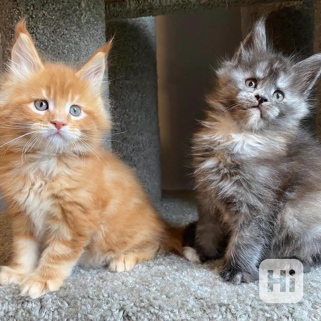 Mainská mývalí chlapec a dívka koťata - foto 1