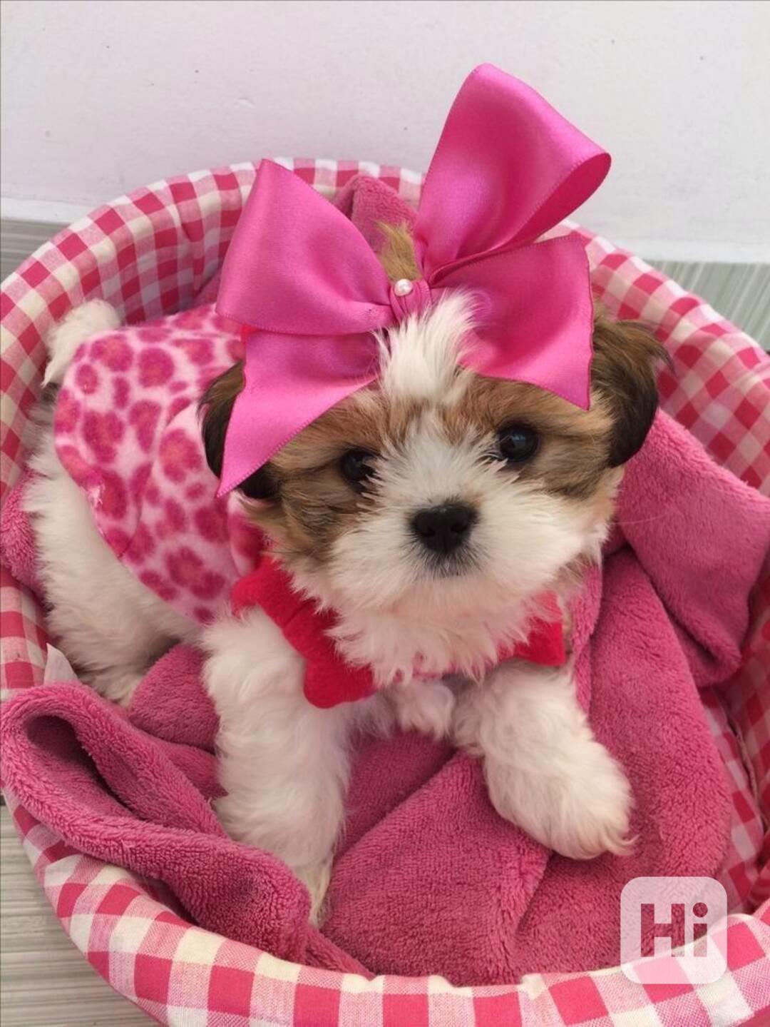 Dárek štěňátka shih tzu k adopci zdarma   - foto 1