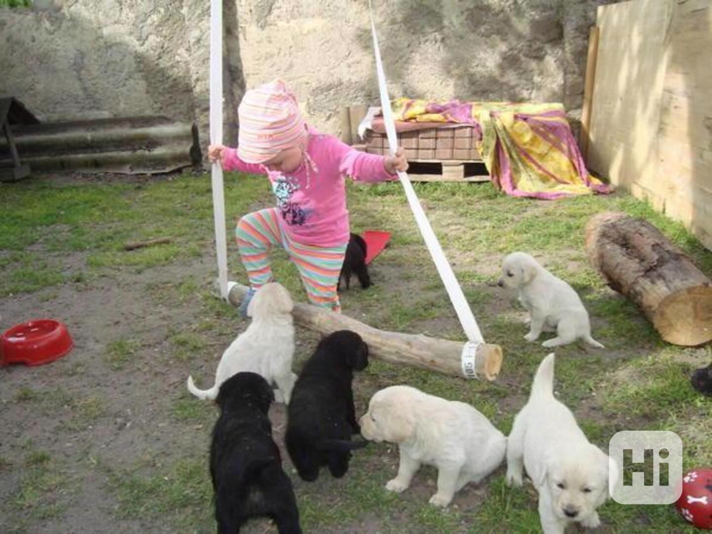 Štěňata labradora s doklady - foto 1