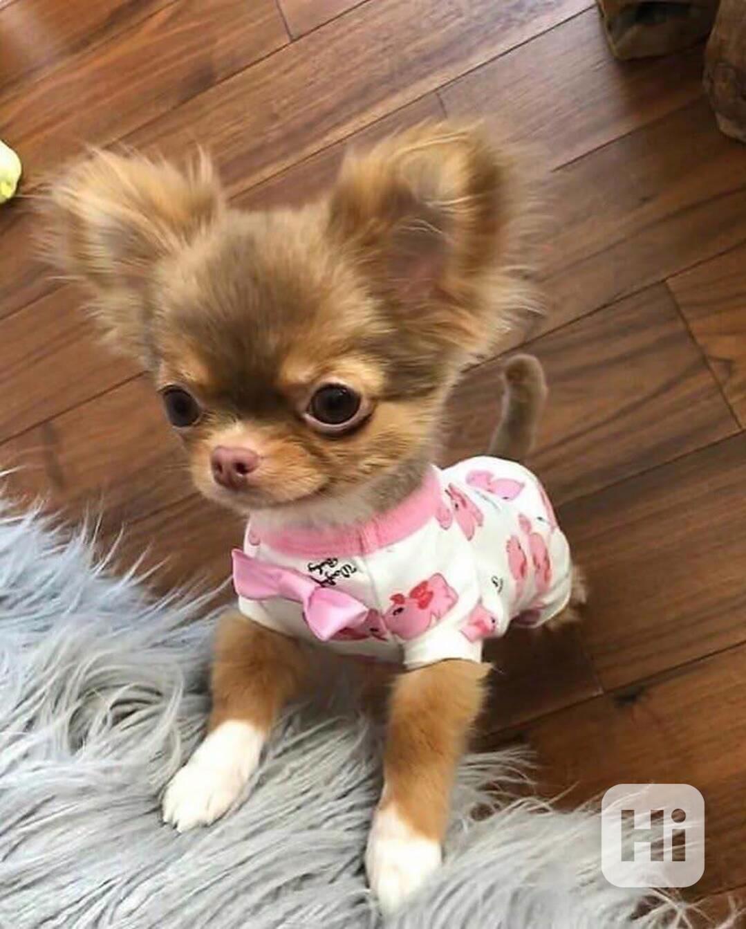 Štěňata čivavy - foto 1