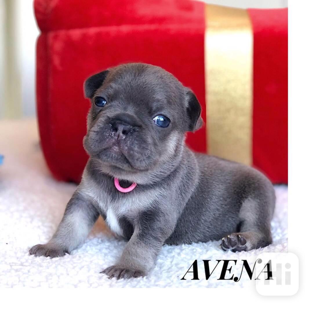 Štěňata francouzského buldočka k adopci - foto 1