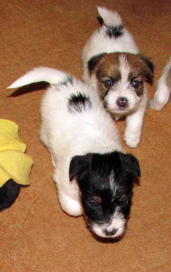 Jack Russell teriér – 1 pejsek + 2 fenky s PP k rezervaci - foto 1