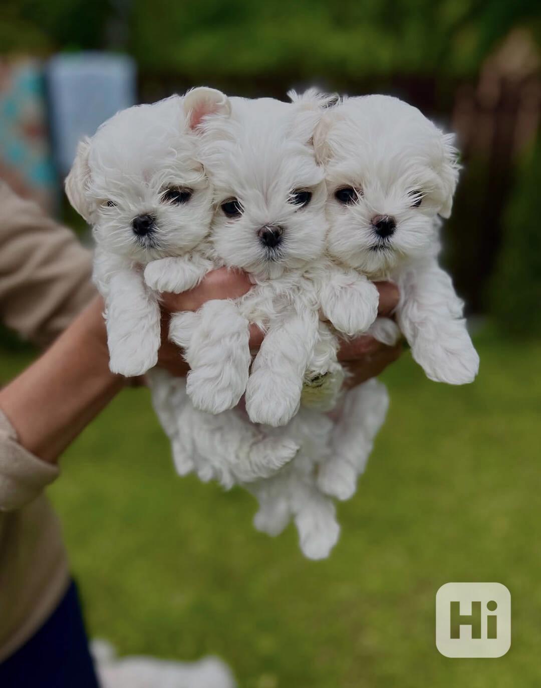 Štěňata maltézského ovčáka – rozkošní a milující společníci  - foto 1