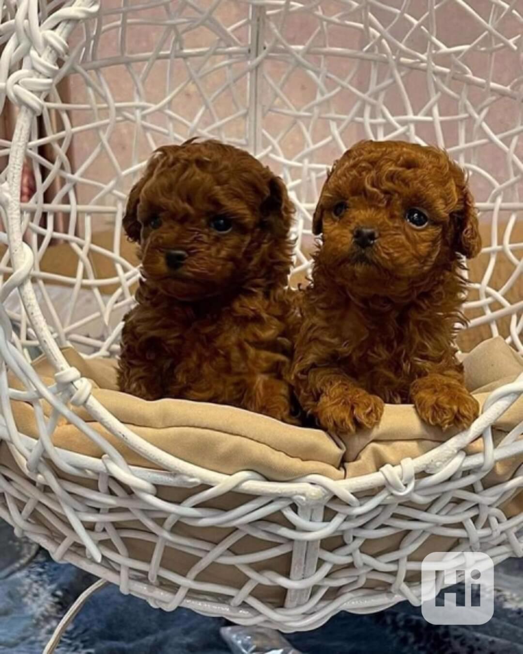 Ohromující miniaturní pudlové - foto 1