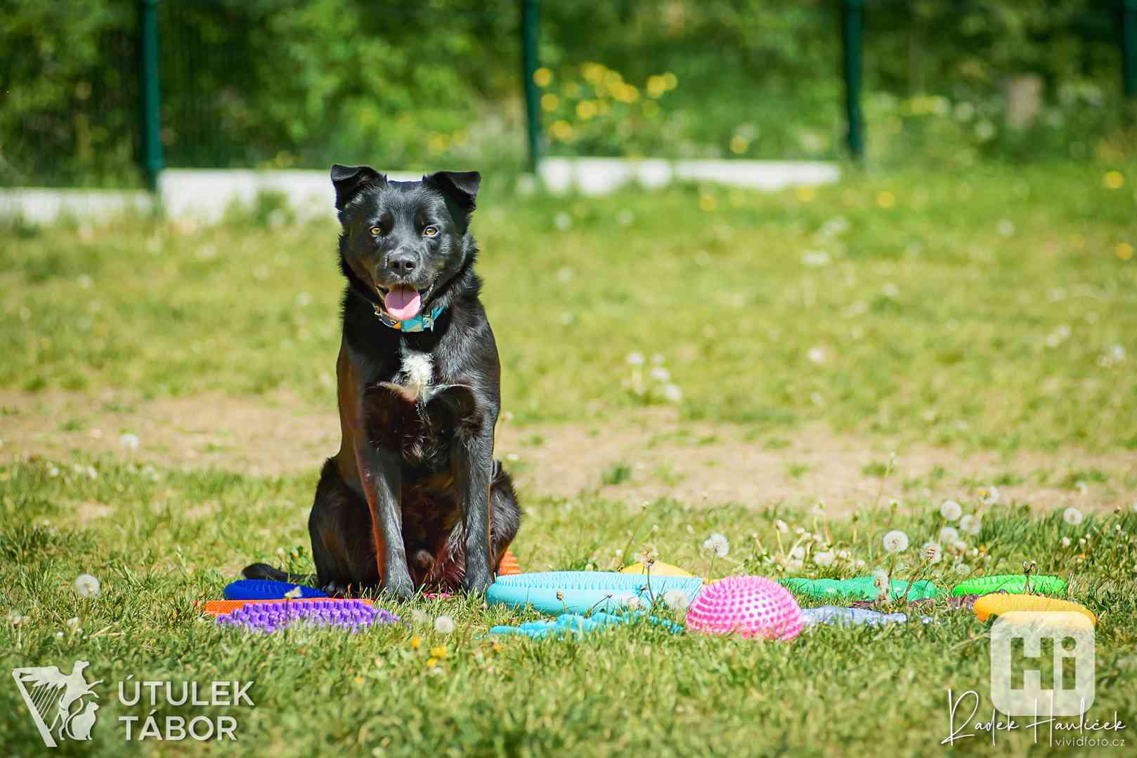 Opus milý a unikátní akčňák k adopci - foto 1