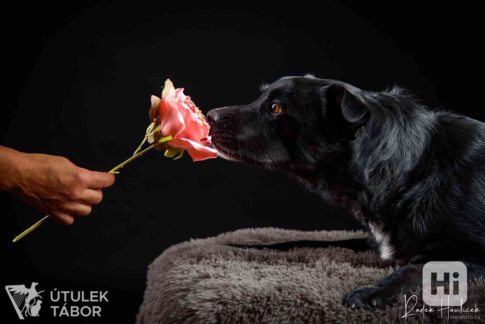 Opus milý a unikátní akčňák k adopci - foto 1