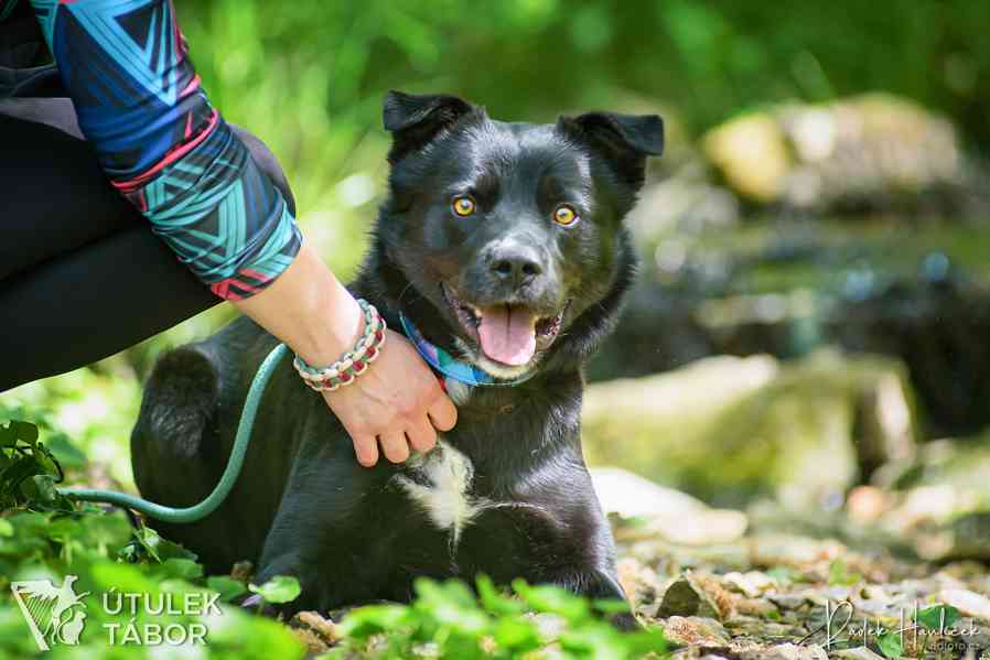 Opus milý a unikátní akčňák k adopci - foto 2