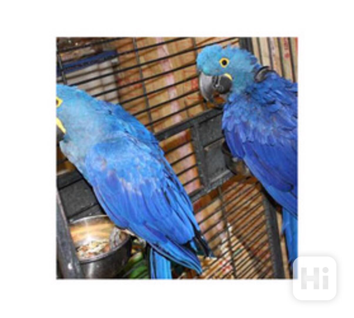 Domácí hyacintový ara - foto 1