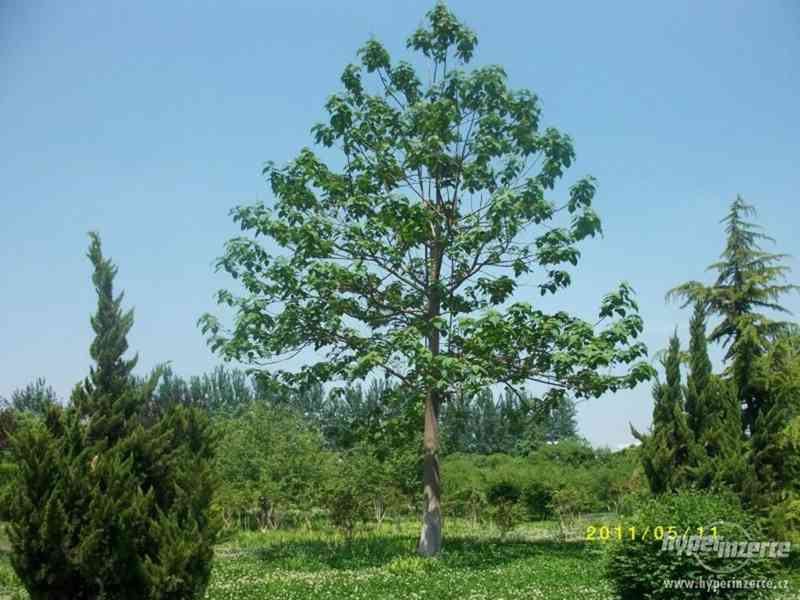 sazenice paulownia KIRL a BIOMASS - foto 1