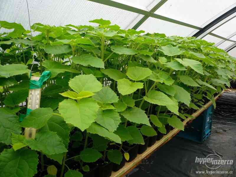 sazenice paulownia KIRL a BIOMASS - foto 3