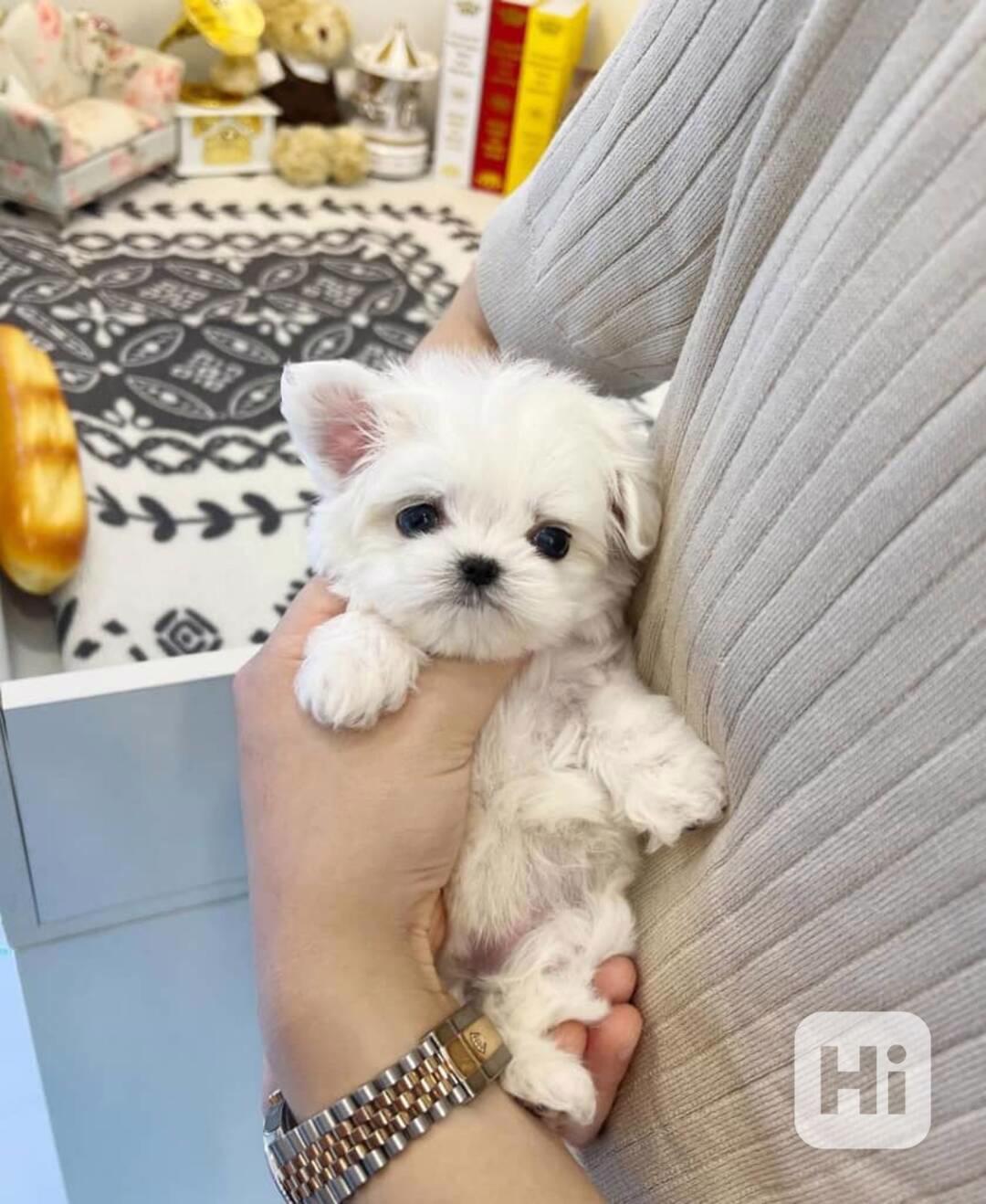 Štěňata maltézáka k adopci - foto 1