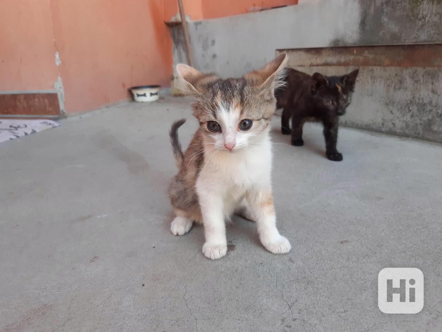 Daruji koťata - foto 1