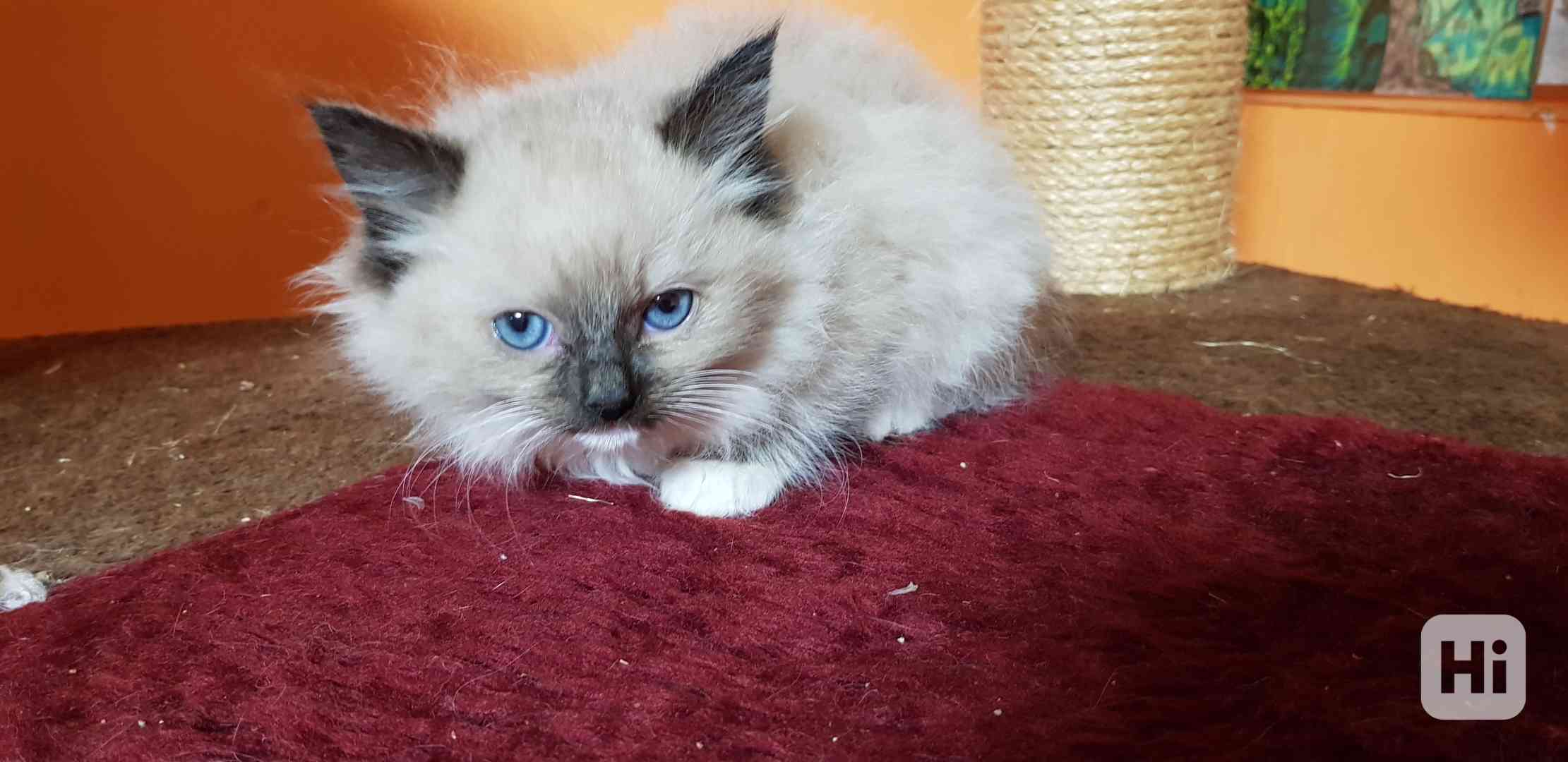 Nabizím ragdoll - foto 1