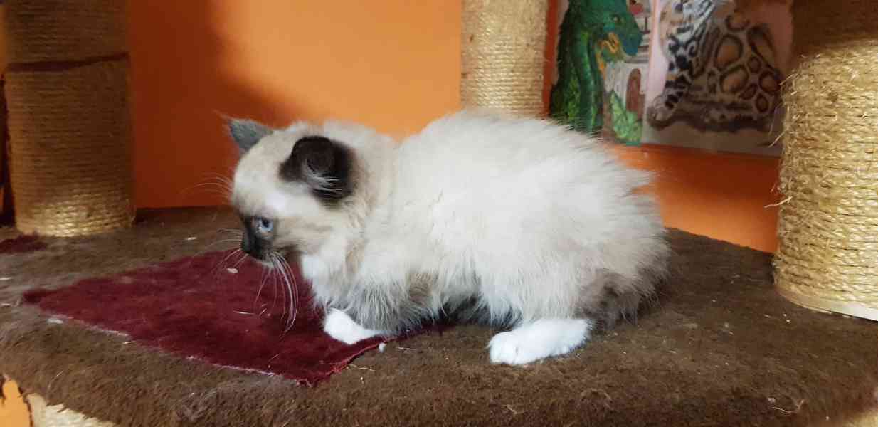 Nabizím ragdoll - foto 5