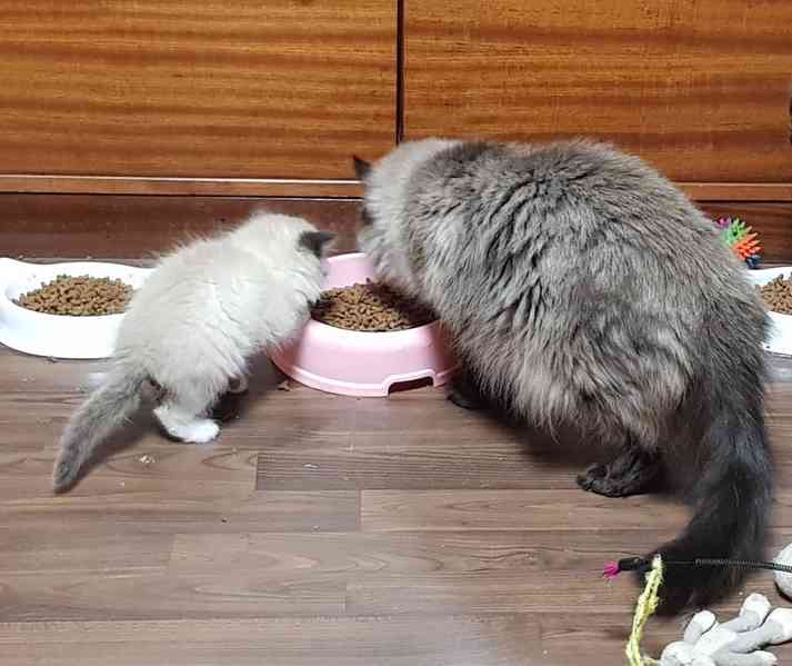 Nabizím ragdoll - foto 6