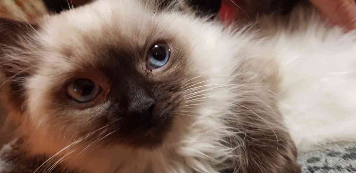 Nabizím ragdoll - foto 3