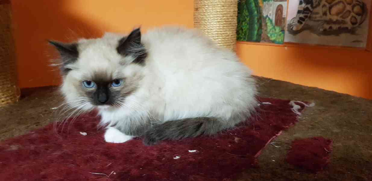 Nabizím ragdoll - foto 4