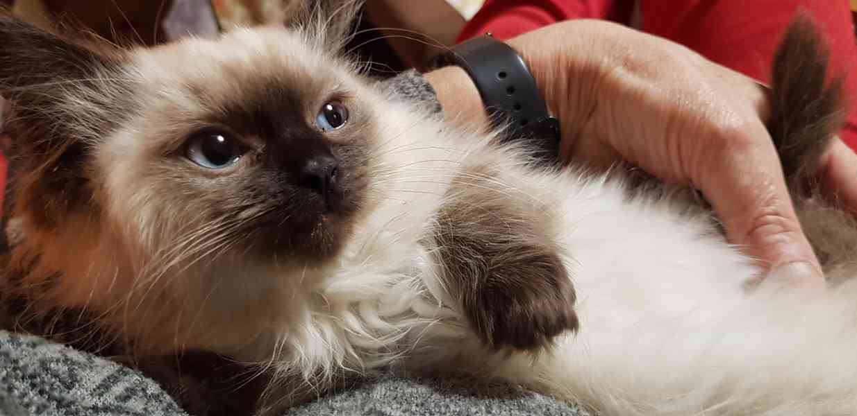 Nabizím ragdoll - foto 2